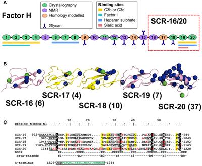 A Dimerization Site at SCR-17/18 in Factor H Clarifies a New Mechanism for Complement Regulatory Control